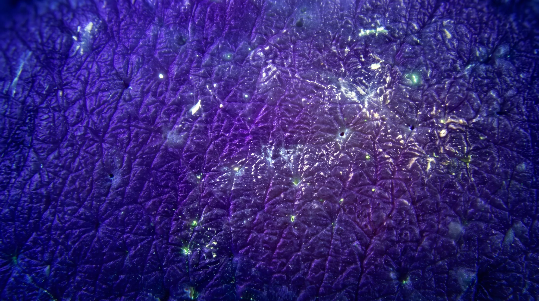 Bőrfelszíni micro-fluoreszcencia vizsgálata 365 nm-es UV-fényben (30× magnifikáció): a kékeslila alapon megjelenő világos rétegek a bőrfelszíni lipidek és a szaruréteg struktúráját mutatják.